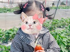 -小鱼草莓采摘园农家乐·小鱼餐厅