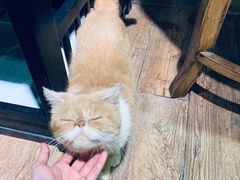 -more than meow吴止猫主题餐厅(承德 中船汇店)