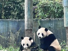 -中国大熊猫保护研究中心雅安碧峰峡基地