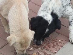 -春雨羊汤店(广开四马路总店)