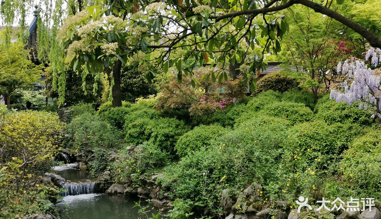 古树紫藤花开季
