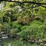 古树紫藤花开季