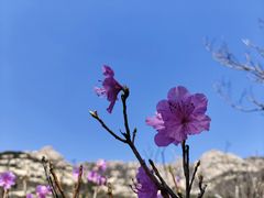 -崂山巨峰游览区