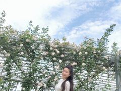 -都江堰玫瑰花溪谷