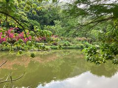 -深圳仙湖植物园
