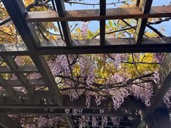 -上海鲜花港