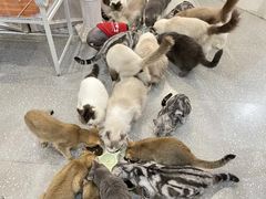 -共舞时光猫咖·狗咖(新街口店)