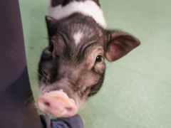 小香猪-藦茜花园宠物主题亲子互动体验馆(国顺东路店)