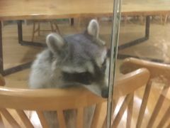 -藦茜花园宠物主题亲子互动体验馆(国顺东路店)