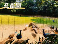 -深圳野生动物园