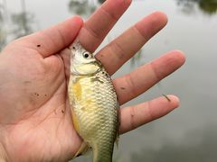 -两河城市森林公园