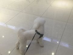 -创凡宠物医院·骨专科  猫科中心(西乡分院)
