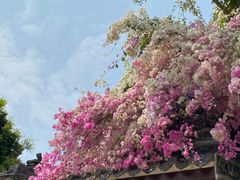 -深圳国际园林花卉博览园