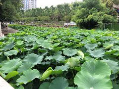 -莲湖公园