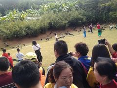 -西双版纳勐泐文化旅游区