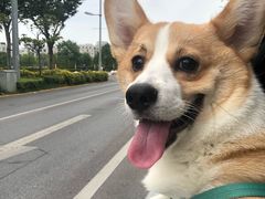 -新江湾城公园