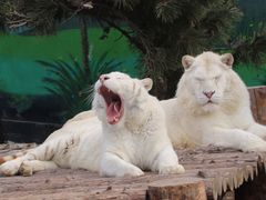 -西霞口神雕山野生动物世界