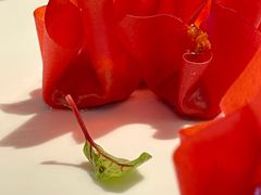 山楂鹅肝-柿合缘新京菜(国金中心商场店)