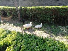 -Tubestation站点比萨(五道营店)