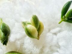 -龙大花卉苗木市场