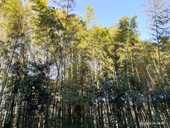 -西湖风景区十里琅珰-五云山