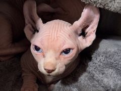 -中农国际动物医院24小时·猫科·骨科·急重症中心