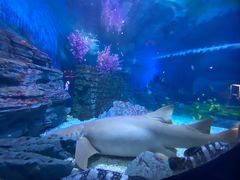 -烟台海昌鲸鲨海洋公园