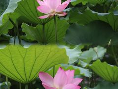 -荔湾湖公园