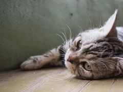 -猫猫幼稚园·撸猫·桌游·电玩