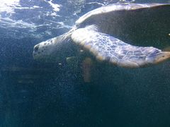 -青岛海底世界-水族馆