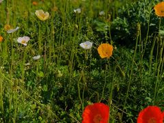 -汉长安城未央宫国家考古遗址公园