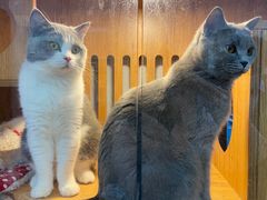 -叮叮猫咪生活馆