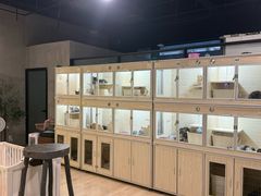 -70cat德文卷毛猫·缅因猫纯种猫舍