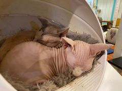 -猫小院猫主题咖啡厅(北锣店)