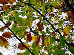 -上海佘山国家森林公园天马山园