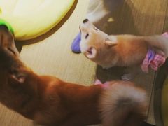 -逗柴咖啡屋·狗咖猫咖宠物桌游