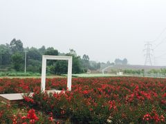 -紫颐香薰山谷景区
