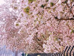 -海棠花溪(元大都城垣遗址公园)