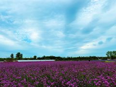 -北京东方普罗旺斯薰衣草庄园