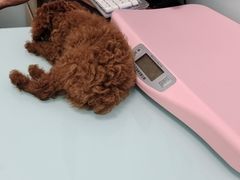 -宠福鑫康馨动物医院·骨科·眼科