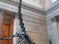 -美国自然历史博物馆