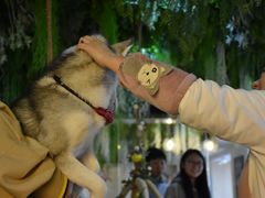 -Husky Go! 哈士奇体验馆·宠物咖啡厅狗咖