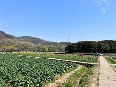-八卦田遗址公园