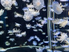 -太平洋海底世界