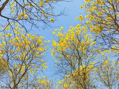 -天适樱花悠乐园