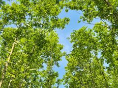 -桤木河湿地公园