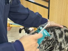 -瑞派长江宠物医院·猫科·外科·24小时夜护(谊城公寓分院)