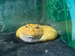 -上海大自然野生昆虫馆(东方明珠·爬宠昆虫探索中心)