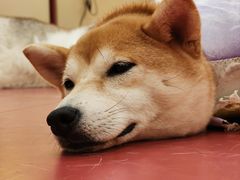 -和它·交个朋友·狗咖猫咖(爱琴海店)