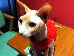 -猫色咖啡·猫咖